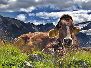 Выбросов метана у коров 