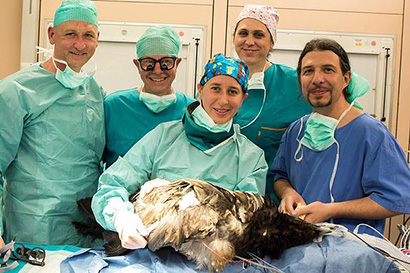 операция по установке бионической конечности птице 